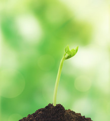 Green sprout on nature background. New life concept