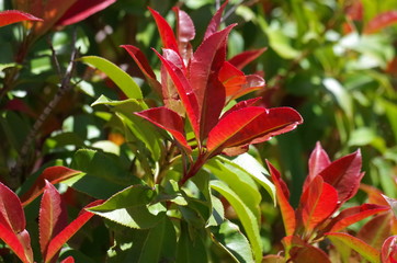 Vibrant Red Leaf Bush