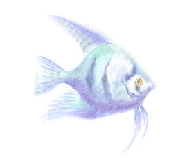 Pterophyllum Scalare. Exotic decorative fish on a white background. Watercolor painting