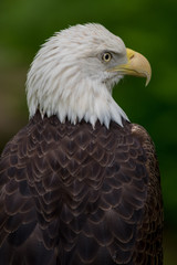 Bald Eagle Looking Right Portrait