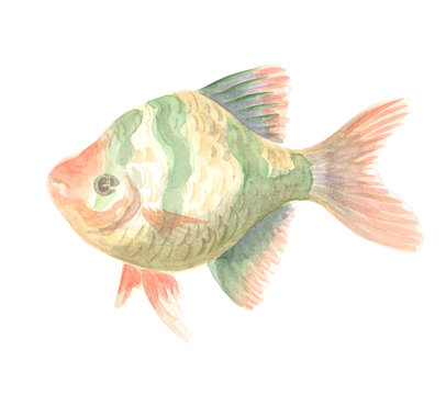 Sumatra Barb. Exotic decorative fish on a white background. Watercolor painting