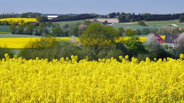 Yellow rapeseed field against a blue sky in the spring 