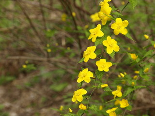 山吹の花