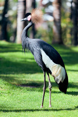 Black Crowned Crane