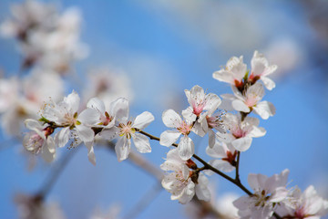 White peach blossom flower with blue sky background.