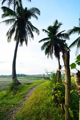 Obraz premium Bridge over the cornfield.