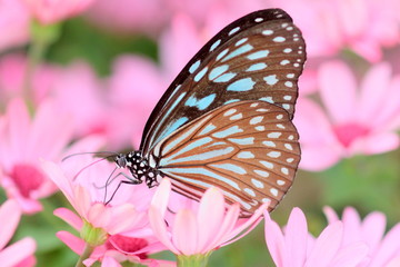 花畑の蝶