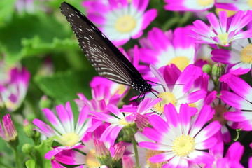 ピンクの花にとまる蝶