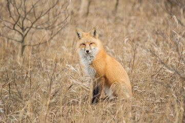 Obraz na płótnie Canvas Curious Fox