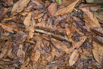 dry leaves of the forest