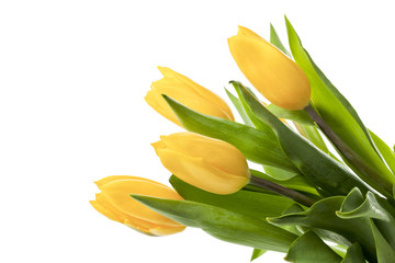 bouquet of a yellow tulip flower