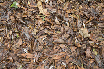 dry leaves of the forest