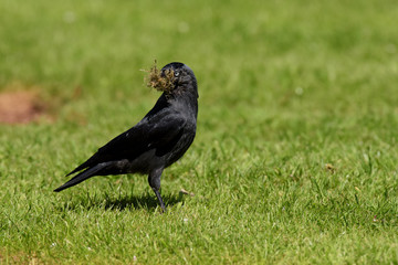Western Jackdaw, Corvus monedula