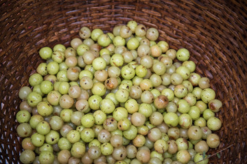 Fresh Indian Gooseberries