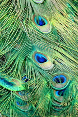 Colorful Pattern of Peacock Feathers
