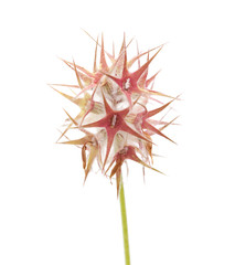 Obraz premium Flora of Gran Canaria - Trifolium stellatum