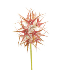 Obraz premium Flora of Gran Canaria - Trifolium stellatum