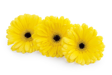 three yellow flowers.