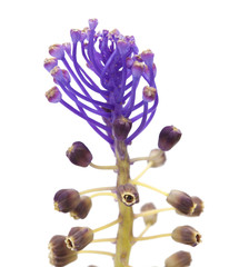 Flora of Gran Canaria - tassel hyacinth