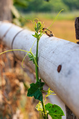 close up of vine leaves