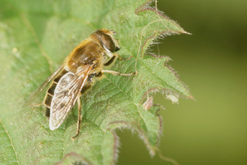 Hover-fly