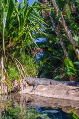 American alligator in Loro Parque, Tenerife, Canary Islands.