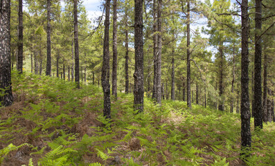 Flora of Gran Canaria - Pteridium ferns