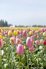 Tulip Farm, Woodburn Oregon