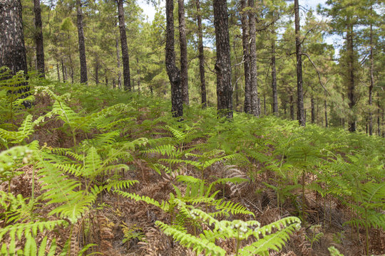 Flora of Gran Canaria - Pteridium ferns