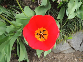 赤いチューリップ