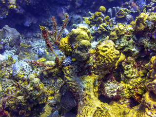 Coral Reef in Roatan Honduras