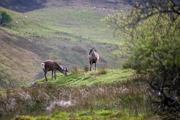 Naklejka premium Red Deer (cervus elaphus)