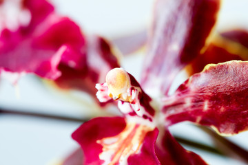 Close-up of orchids over white background