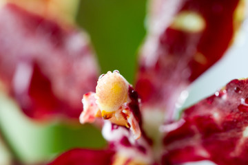 Close-up of orchids over white background