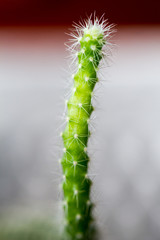 Close-up of cactus over light background