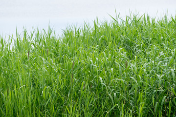 Obraz premium Coast, peaceful blue sea and reed. Natural environment background. Kihnu, small island in Estonia. Baltic sea, Europe