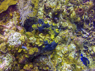 Blue Tube Sponge in Roatan Honduras