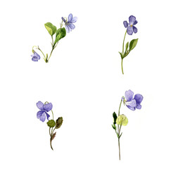 Fototapeta na wymiar watercolor blue wild flowers