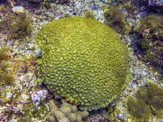 Brain Coral in Roatan Honduras