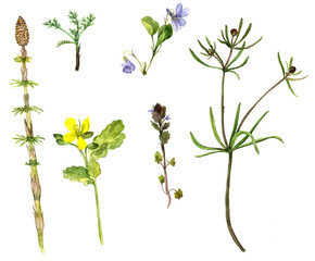 Fototapeta na wymiar Set of watercolor drawing herbs and flowers