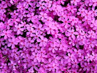 満開のシバザクラ