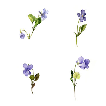 watercolor blue wild flowers