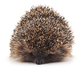 Obraz premium Prickly hedgehog.