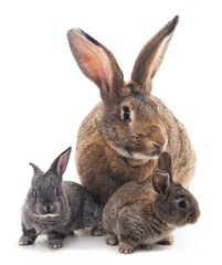Fototapeta na wymiar Mother and children rabbits.