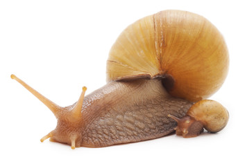 Big snail with small snail.