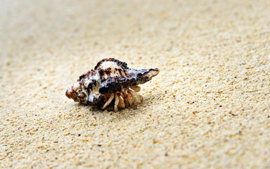 Hermit crab on sand at beach