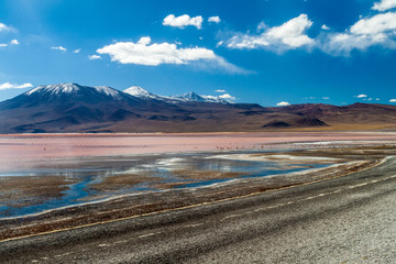 Flamingos in Laguna Colorada lake on bolivian Altiplano