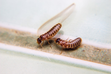 Close up of termites