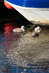 Mute Swan cygnets (cygnus olor)