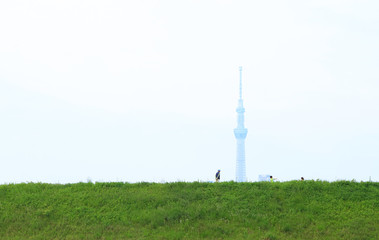 Obraz premium 東京の風景 緑の草原とスカイツリー